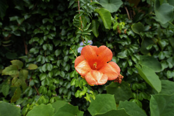 Orange roses in the garden of Orange roses. Blooming Roses on the Bush. Growing roses in the garden.