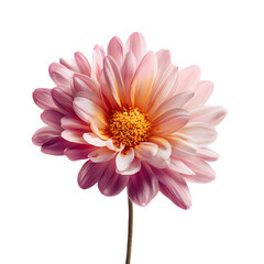 Vibrant Pink Daisy with Yellow Center Standing Out Against Tranquil Background