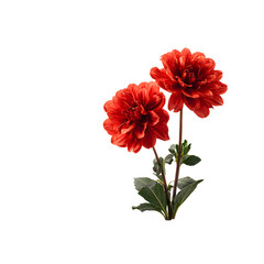Vibrant Red Flowers in Soil on White Background for Floral Design Projects