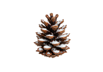 isolated macro studio shot of a mature brown-red pine cone with sharp, snowy scales against infinite white, soft drop shadow, minimalist sophisticated winter concept