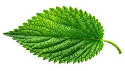 Close-up of a vibrant green leaf with textured veins, isolated on black (1)