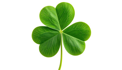 Vivid green shamrock isolated on a black background, close-up view
