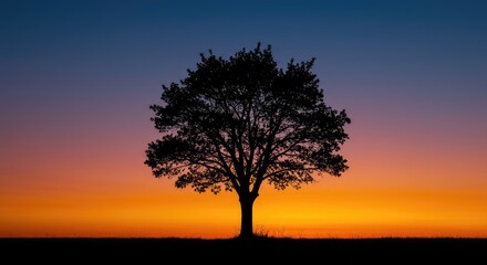 Fototapeta premium Dramatic dark outline of a solitary tree standing against a vibrant colorful sunset sky, creating a beautiful contrast and natural shadow effect ,shape ,outline ,vibrant