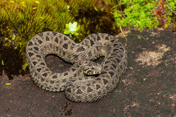 Obraz premium Close-up of a beautiful berg adder (Bitis atropos), in the Drakensberg mountains. A South African endemic venomous snake on a rock