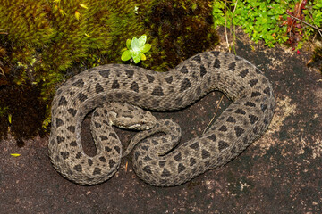 Fototapeta premium Close-up of a beautiful berg adder (Bitis atropos), in the Drakensberg mountains. A South African endemic venomous snake on a rock