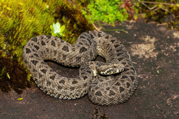 Obraz premium Close-up of a beautiful berg adder (Bitis atropos), in the Drakensberg mountains. A South African endemic venomous snake on a rock