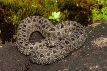 Close-up of a beautiful berg adder (Bitis atropos), in the Drakensberg mountains. A South African endemic venomous snake on a rock