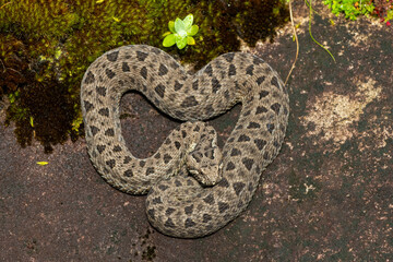 Close-up of a beautiful berg adder (Bitis atropos), in the Drakensberg mountains. A South African endemic venomous snake on a rock