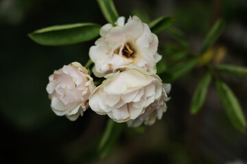 White roses in the garden of white roses. Blooming Roses on the Bush. Growing roses in the garden.