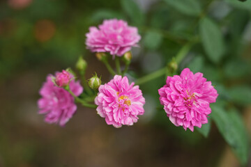 Obraz premium Pink roses in the garden of pink roses. Blooming Roses on the Bush. Growing roses in the garden.