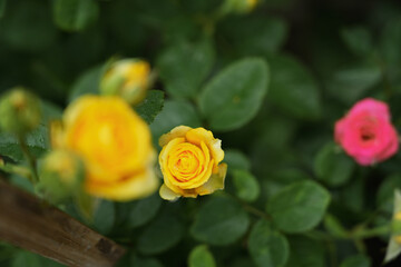 Yellow roses in the garden of yellow roses. Blooming Roses on the Bush. Growing roses in the garden.