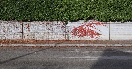 Cinder block fence partially covered by branches and red leaves of creeper plant in late autumn. Hedge on top, sidewalk and street in front. Background for copy space.