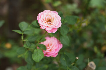 Pink roses in the garden of pink roses. Blooming Roses on the Bush. Growing roses in the garden.