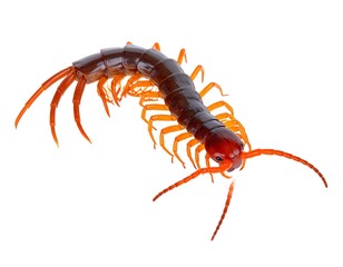 Obraz premium Brown and orange segmented centipede insect, isolated on a clean white background