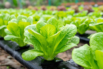 A beautiful field shows rows of vibrant green lettuce growing