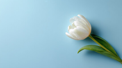 Fototapeta premium White tulip flower with green stem on light blue background, half-bloomed petal texture creates fresh elegant minimalist atmosphere.