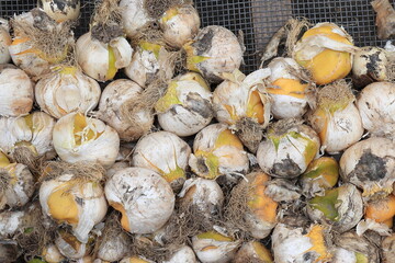 Amsterdam Flower Market Stall with Amaryllis Bulbs, Netherlands