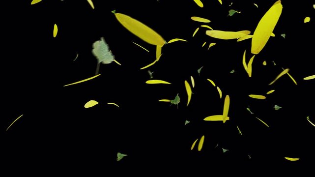 Sunflower Petal Wipe Left to Right