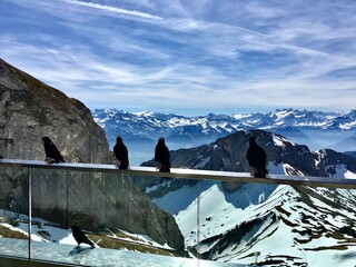 Alpine Choughs (Pyrrhocorax graculus) perched on a railing at the observation deck of Mount Pilatus with snowy Swiss Alps background.