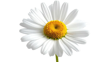 Close-up of a vibrant daisy, featuring white petals and a yellow center