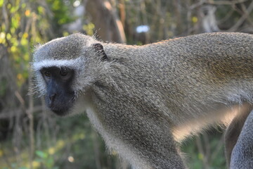 A vervet monkey posing for the camera.