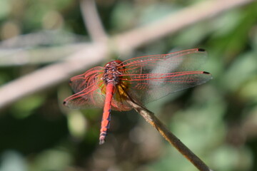A red dragonfly resting on a branch while basking in the afternoon sun.