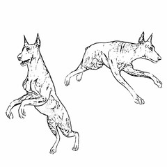 Black and white line art showing two Doberman dogs in different poses, illustrated with fine outlines.