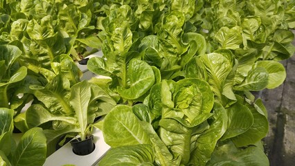 green romaine lettuce in hydroponic greenhouse
