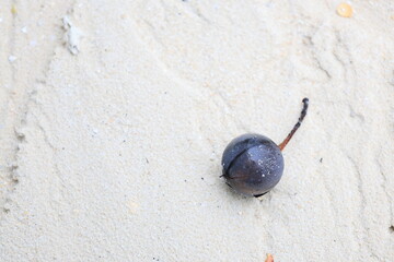 海の砂地に流れ着いた黒くて丸い植物の実