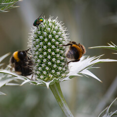 bumblebee on a flower