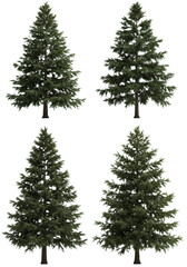 Obraz premium Six isolated, hyperrealistic spruce and fir coniferous trees showing bark and needle texture, studio shot on a transparent background. Concept for commercial 3d assets