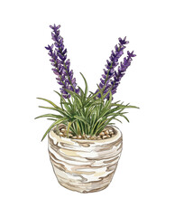 Hand drawn lavender flower in a rustic pot. Watercolor style vector illustration isolated on white background. Beautiful purple lavender plant in a flowerpot for home decoration. Potted lavender plant