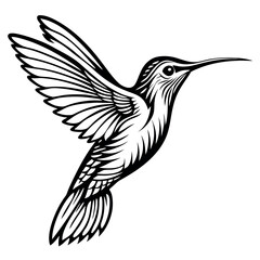 Obraz premium hummingbird-silhouette-with-white-background 
