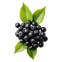 Black elderberry fruit on green branch concept. Fresh blackberries with green leaves, perfect for healthy desserts.
