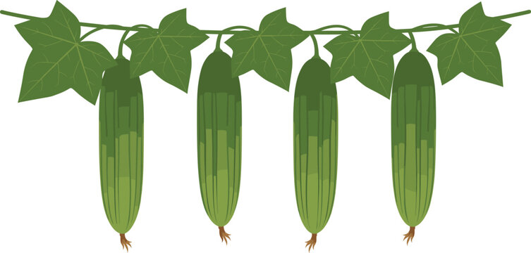 A realistic vector illustration of four ridge gourds (tori/luffa) hanging from a leafy green vine, symbolizing fresh vegetable produce, organic farming, and healthy Asian cuisine ingredients