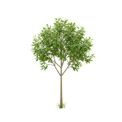 Obraz premium a photorealistic cgi render of a small deciduous tree sapling with vibrant emerald green foliage and a slender trunk, highly detailed and isolated on a transparent background. concept of digital