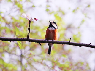 可愛く並んだ桜と野鳥のヤマガラ