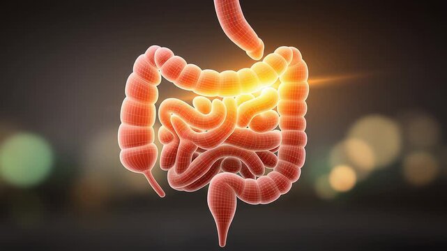 Accurate 3D animation depicting the human intestine, with a glowing light symbolizing the process of digestion or inflammation as it moves through the colon