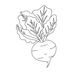 Beetroot vegetable. Flat vector outline illustration isolated on white background. Organic farming and healthy nutrition concept
