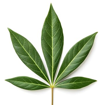 Podocarpus Nagi Asian Podocarp Leaf Smooth Evergreen Elegance on Bright White Background Featuring Glossy Deep Green Texture, Gentle Shape, and the Serene Harmony of Timeless Asian Nature