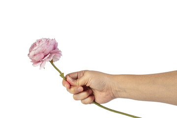 Pink peony flower in hand on transparent background