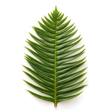 Araucaria Bidwillii Bunya Pine Leaf Form Bold Evergreen Structure on Bright White Background Showcasing Sharp Geometric Texture, Glossy Green Strength, and the Timeless Power of Ancient Nature