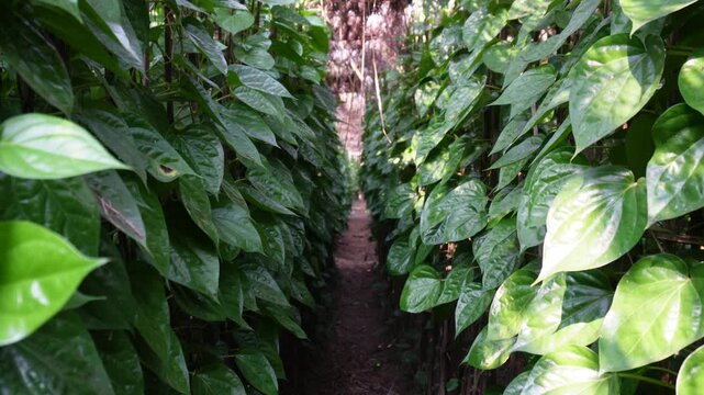 plantation of betel leaf plants also known Piper betle