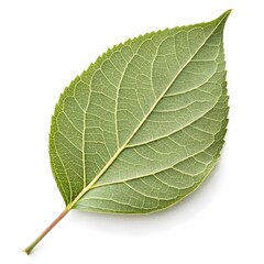 Obraz premium Ephedra Sinica Ma Huang Leaf Herbal Green Elegance on Pure White Background Capturing Medicinal Heritage, Fine Botanical Texture, and the Subtle Vitality of Ancient Natural Healing