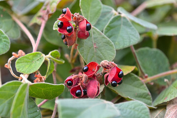 莢が大きく開いてそれぞれ2つの黒い種子が見えるタンキリマメ