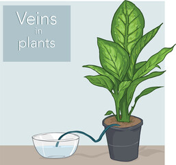 Experiment on watering a plant using a cloth strip.