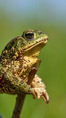 Obraz premium Close-up of a textured green and brown amphibian, perched on a twig, with blurred background