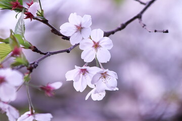 散り始めの美しい桜の花