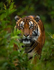 Obraz premium Close-up of a tiger partially hidden in green foliage, gazing intently at the viewer