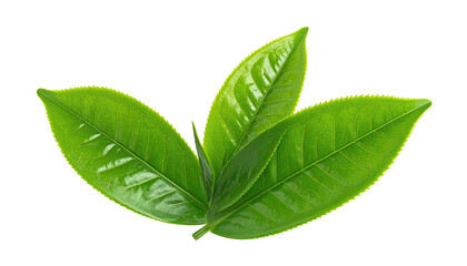 Obraz premium Three vibrant green leaves on a black background, close-up